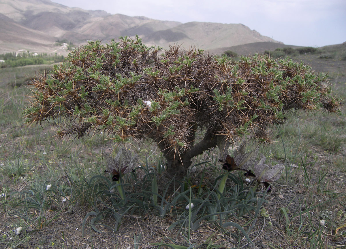 Изображение особи Astragalus microcephalus.