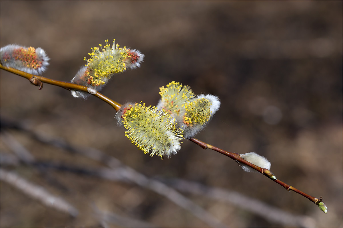 Изображение особи Salix phylicifolia.