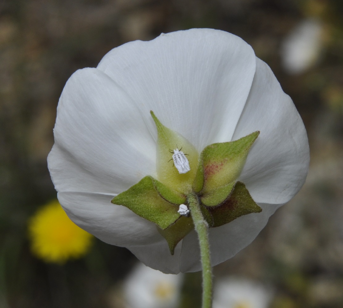 Изображение особи Cistus monspeliensis.