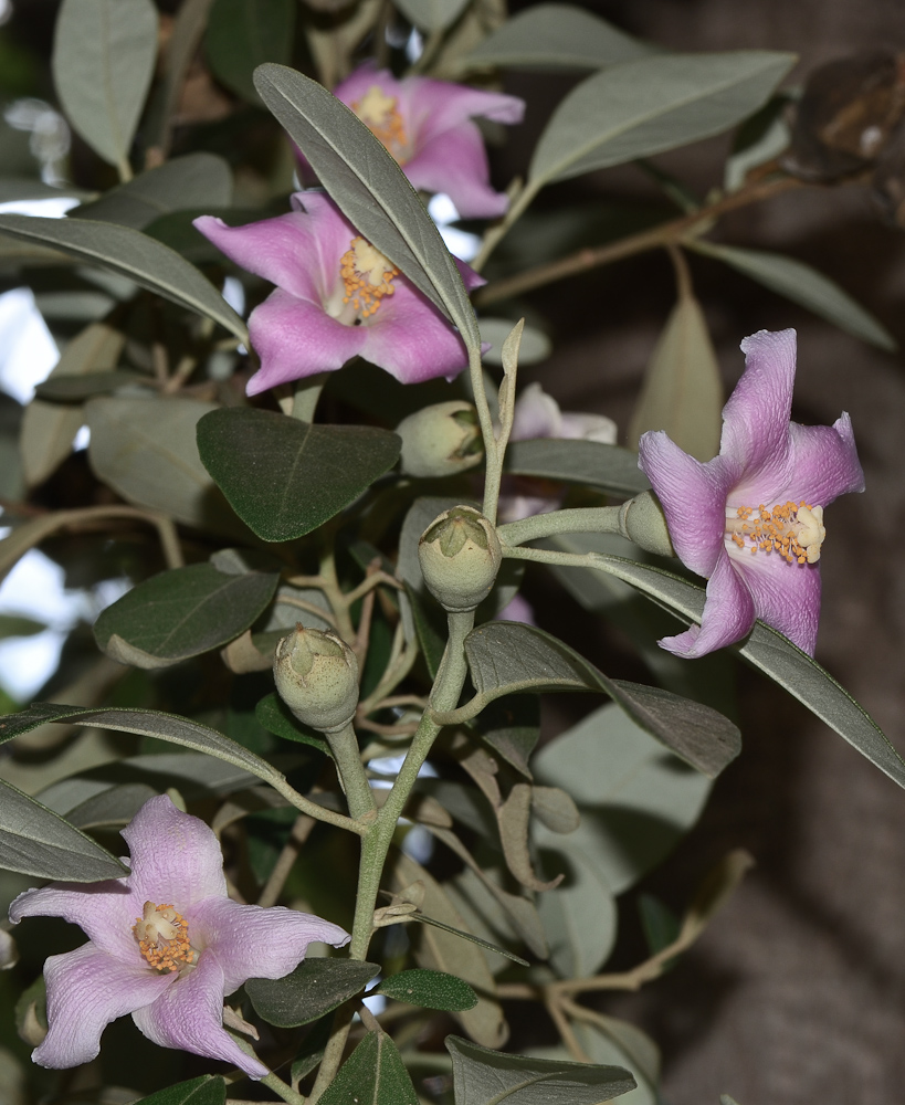 Image of Lagunaria patersonia specimen.