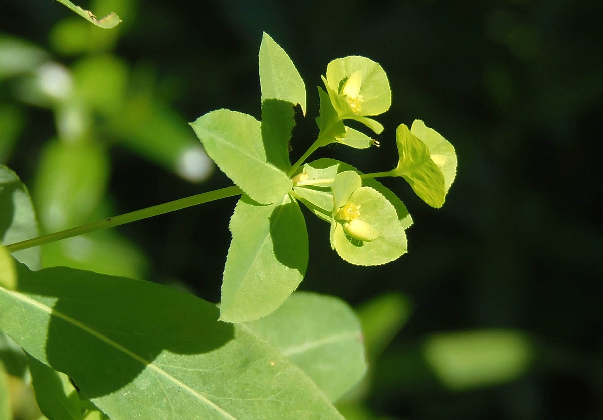 Изображение особи Euphorbia stricta.