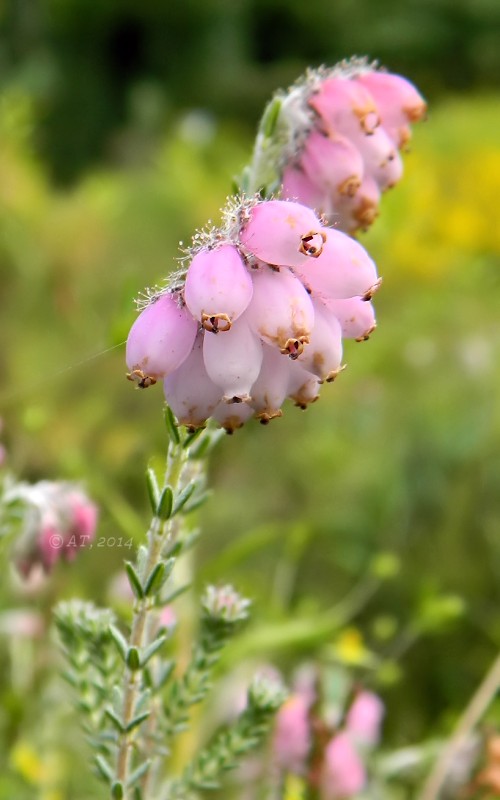 Image of Erica tetralix specimen.