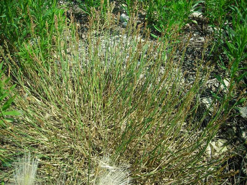 Image of Poa compressa specimen.