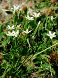 Centaurium meyeri