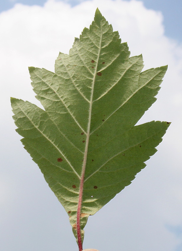 Image of Crataegus maximowiczii specimen.