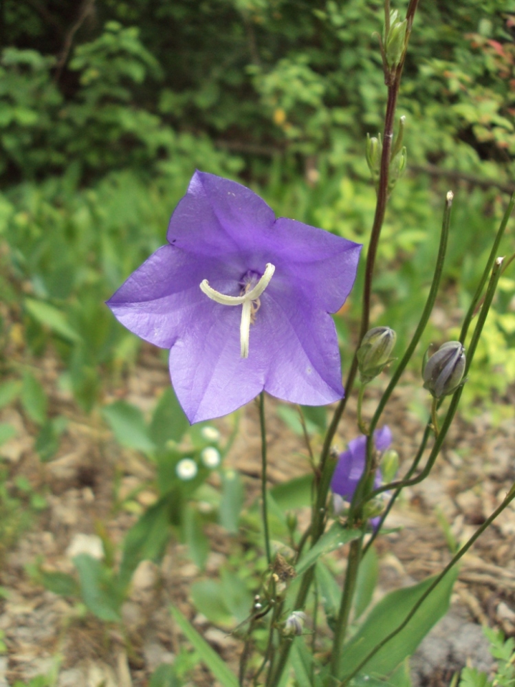 Image of Campanula persicifolia specimen.