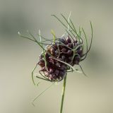 Allium vineale