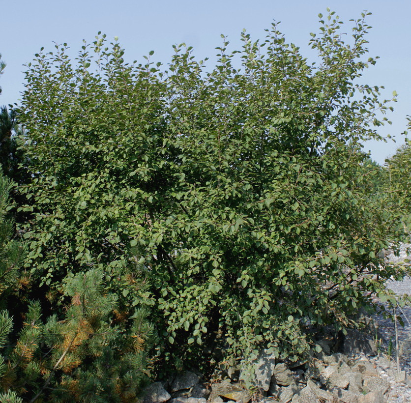 Image of Duschekia alnobetula specimen.