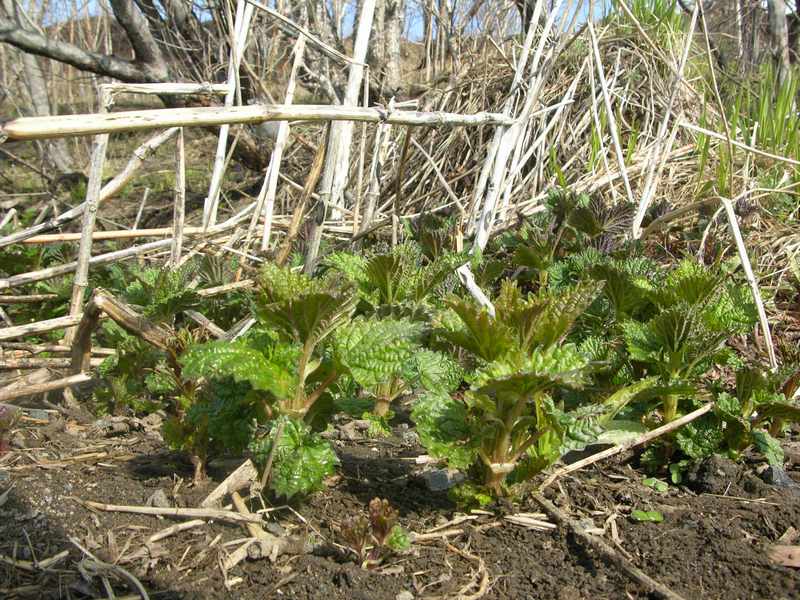 Image of Urtica platyphylla specimen.