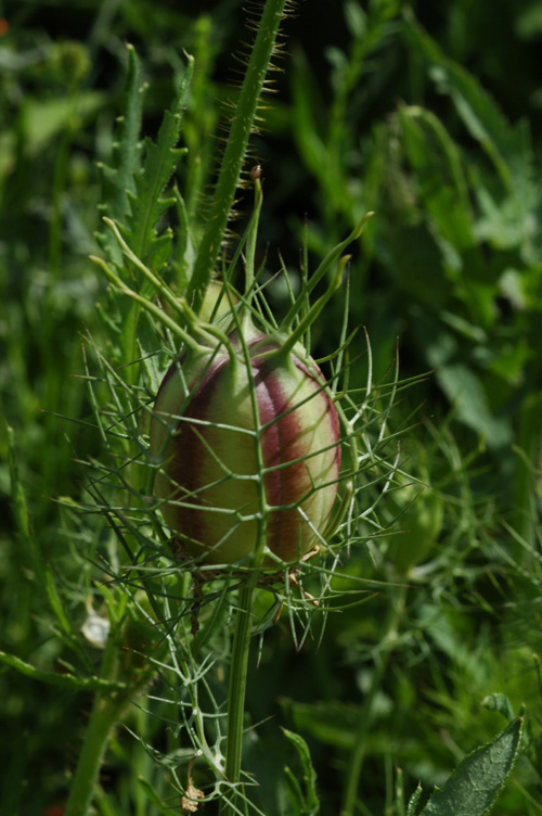 Изображение особи Nigella damascena.