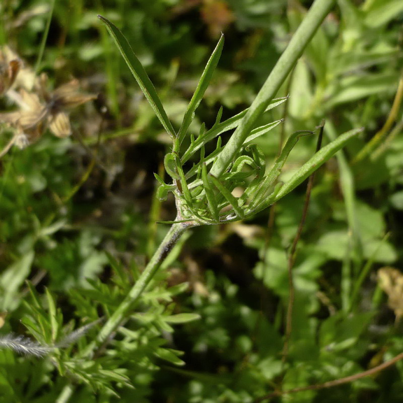 Image of Scabiosa bipinnata specimen.