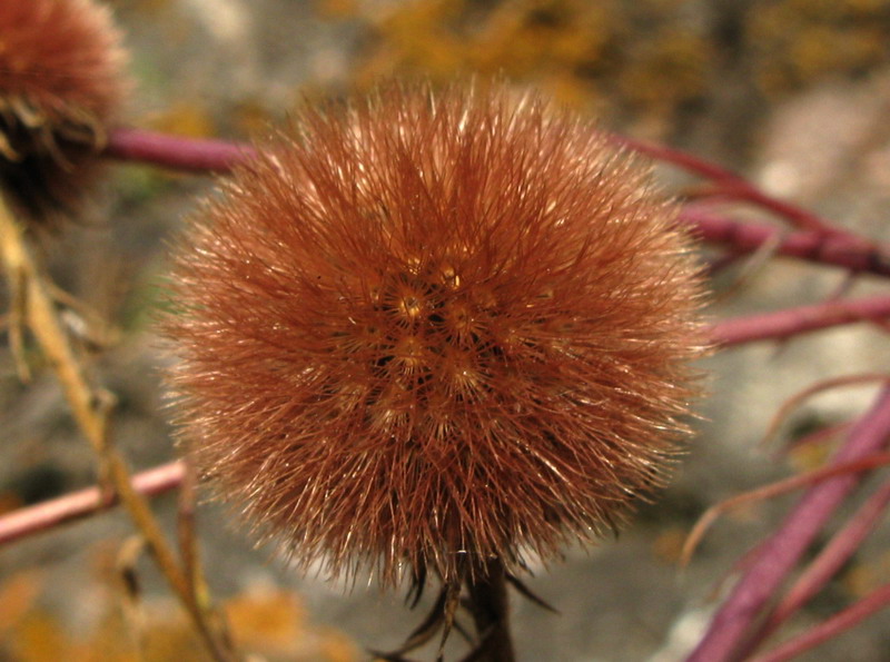 Image of Aster alpinus specimen.