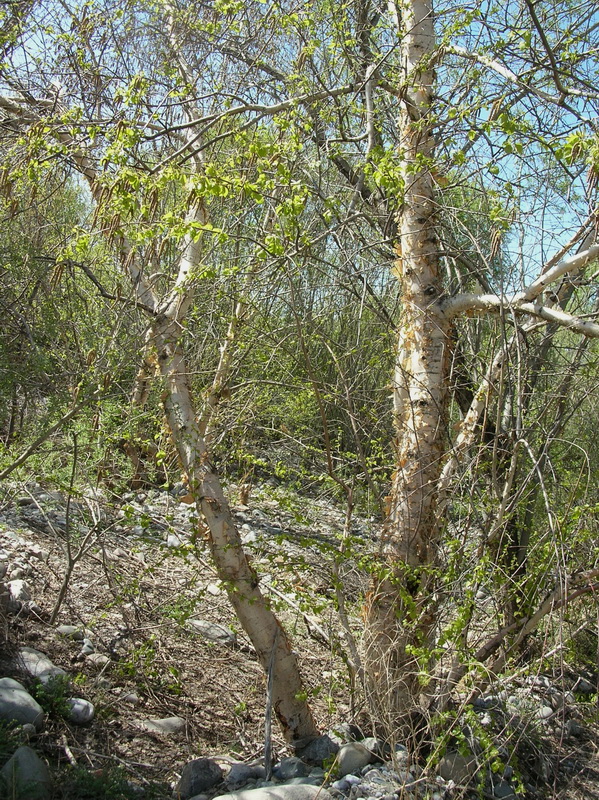 Image of Betula tianschanica specimen.