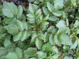 Nasturtium officinale