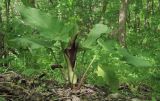 Arum elongatum. Цветущее растение. Краснодарский край, Новороссийский р-н, гора Рябкова, дубово-грабовый лес. 17.05.2015.