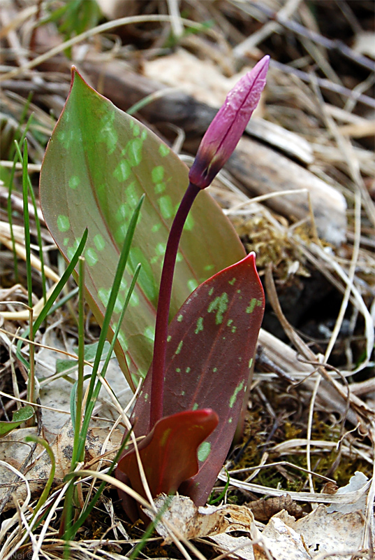 Image of Erythronium sibiricum specimen.