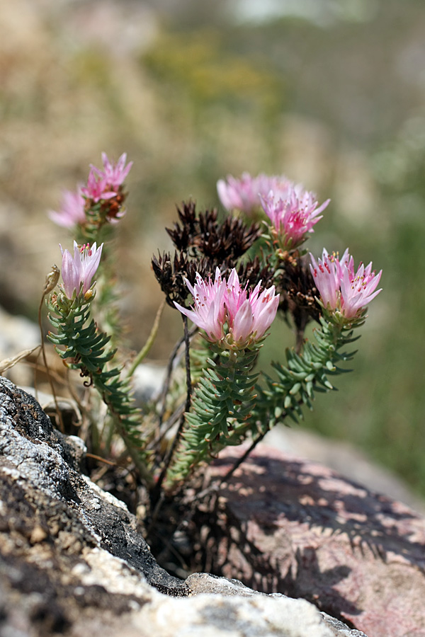 Изображение особи Pseudosedum karatavicum.