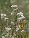 Gypsophila tenuifolia. Верхушки цветущих растений. Адыгея, Майкопский р-н, плато Лаго-Наки, хр. Каменное море, субальпийский луг. 19.07.2015.