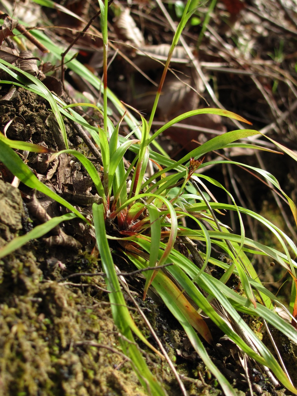 Image of Luzula forsteri specimen.