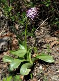 Orchis purpurea