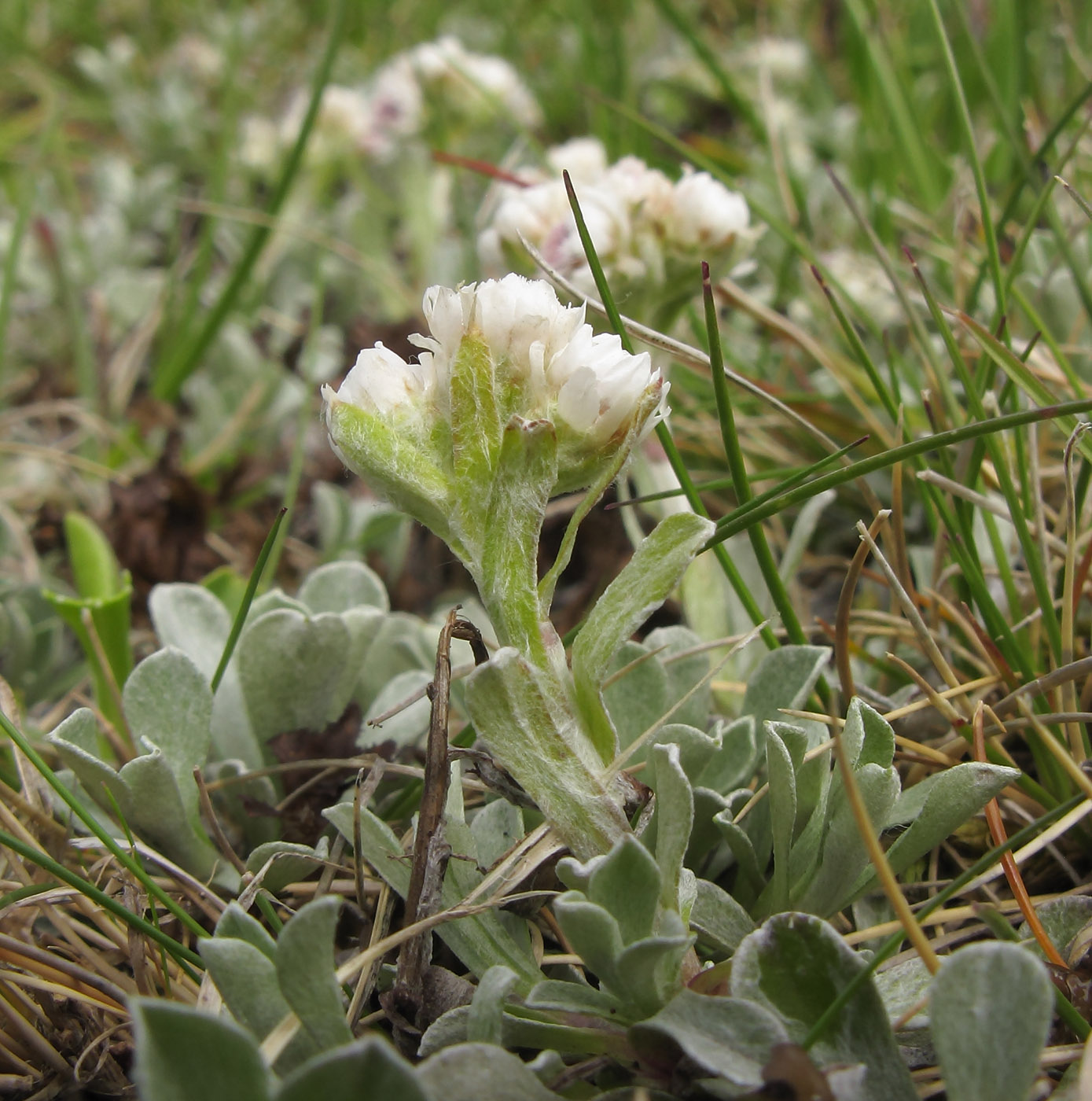 Изображение особи Antennaria caucasica.