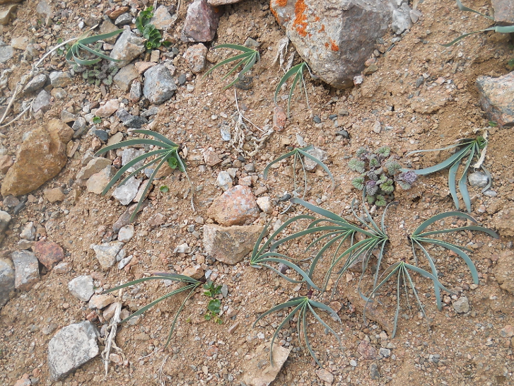 Image of Allium carolinianum specimen.