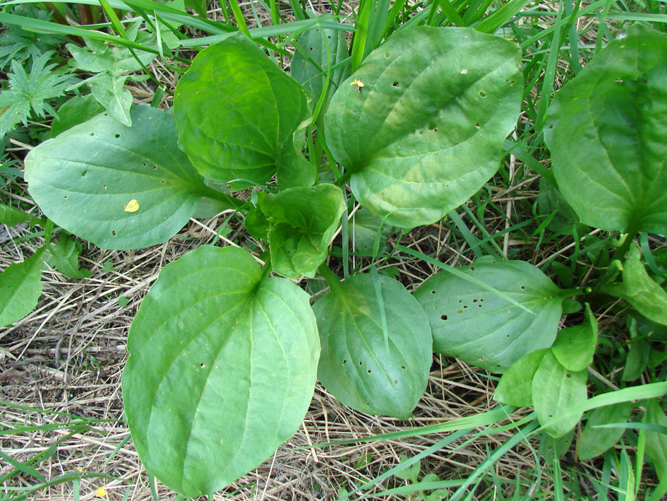 Изображение особи Plantago major.