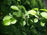 Malus mandshurica. Ветвь. Санкт-Петербург. 29.05.2009.