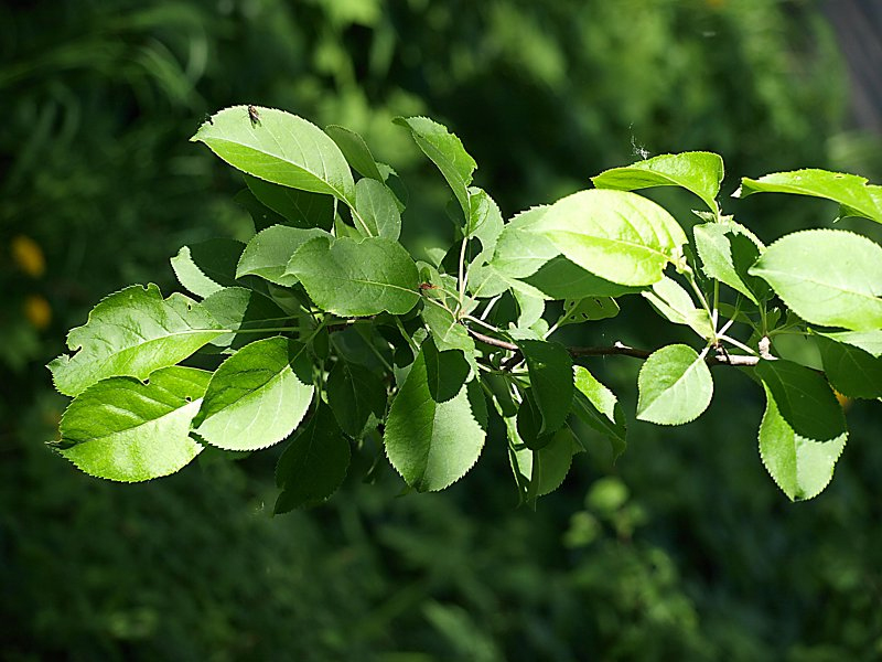 Image of Malus mandshurica specimen.