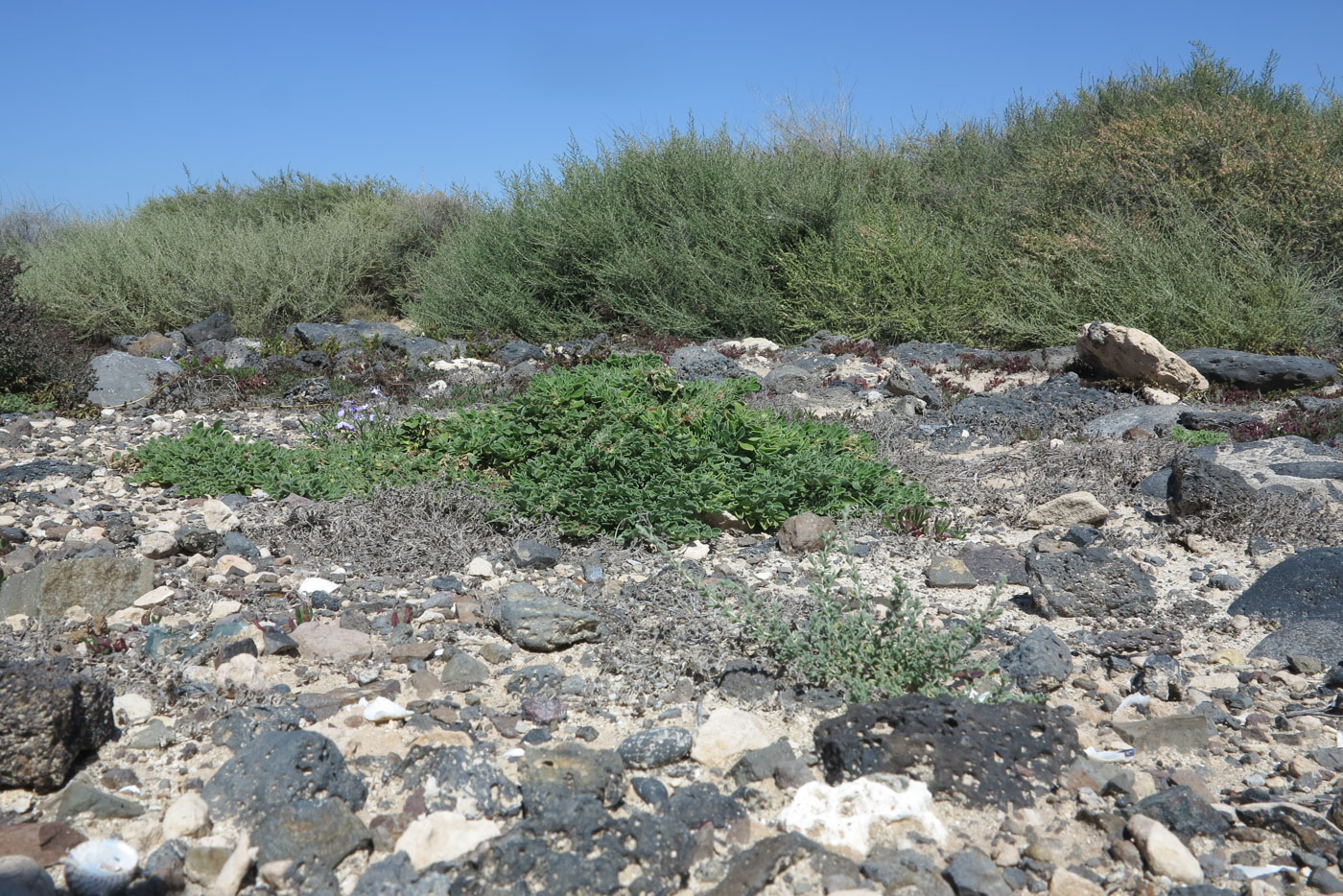 Image of Aizoon canariense specimen.