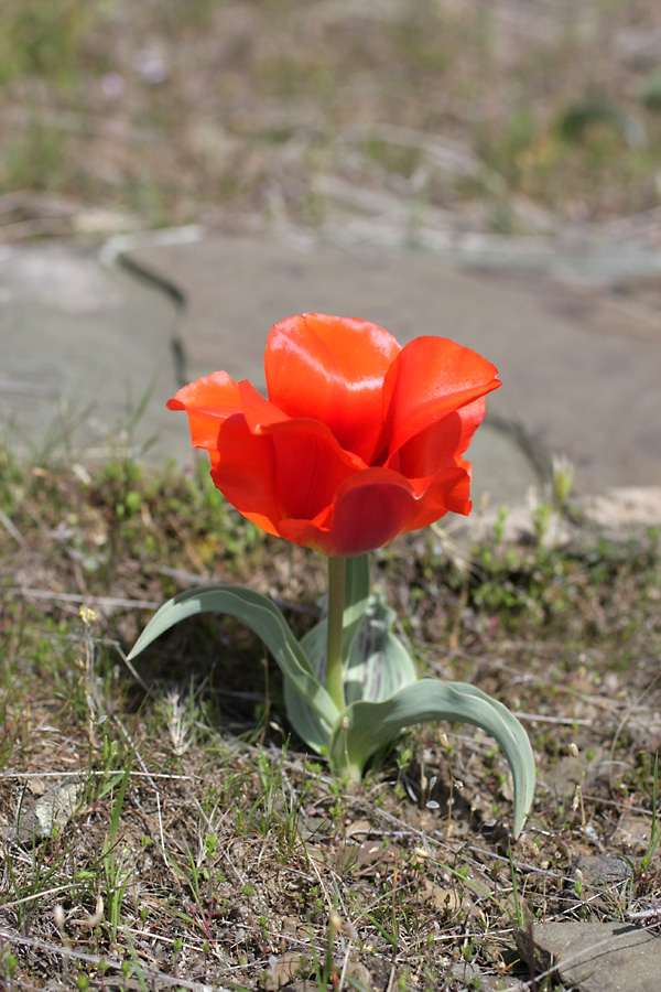 Изображение особи Tulipa greigii.