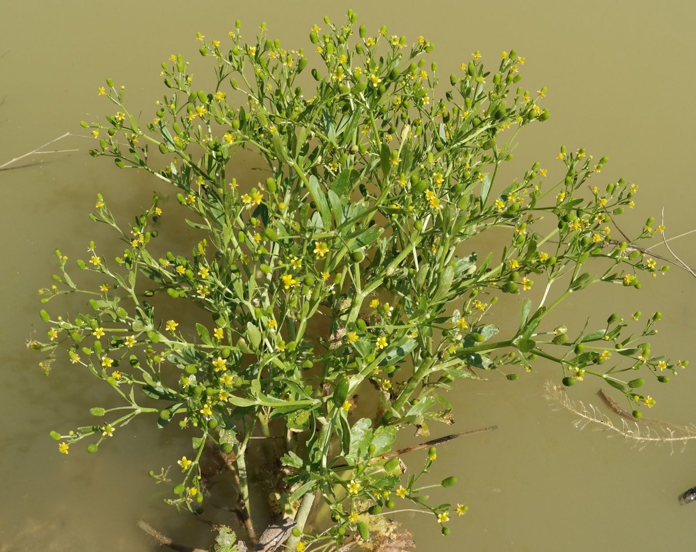 Image of Ranunculus sceleratus specimen.