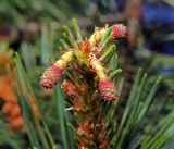 Pinus sylvestris