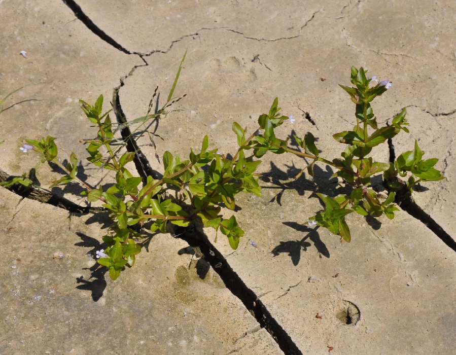 Image of Lindernia dubia specimen.