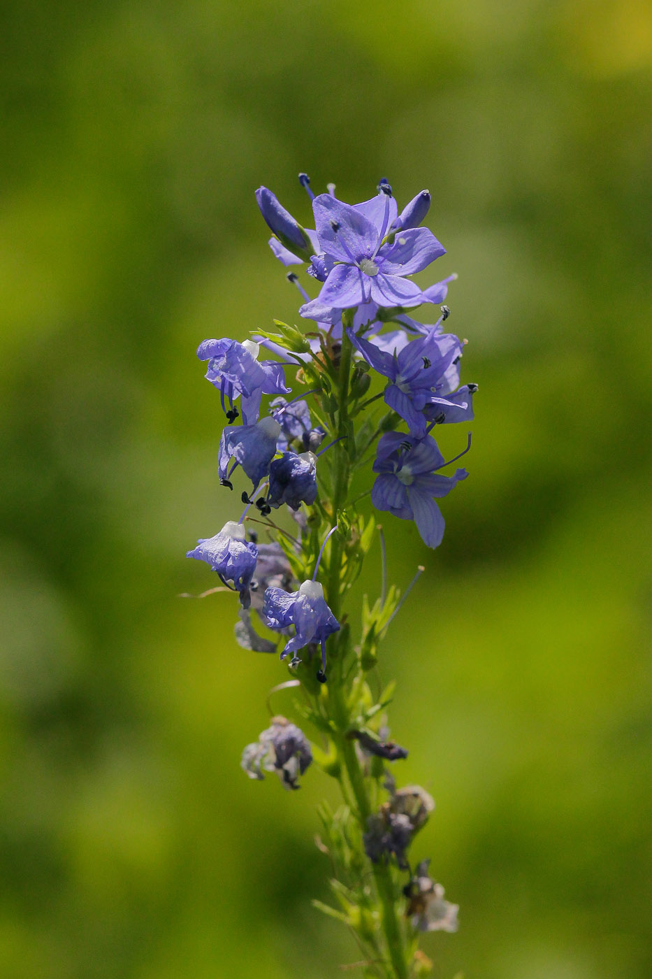 Image of Veronica teucrium specimen.