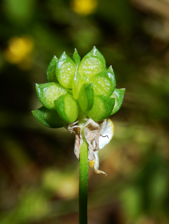 Изображение особи Ranunculus trachycarpus.