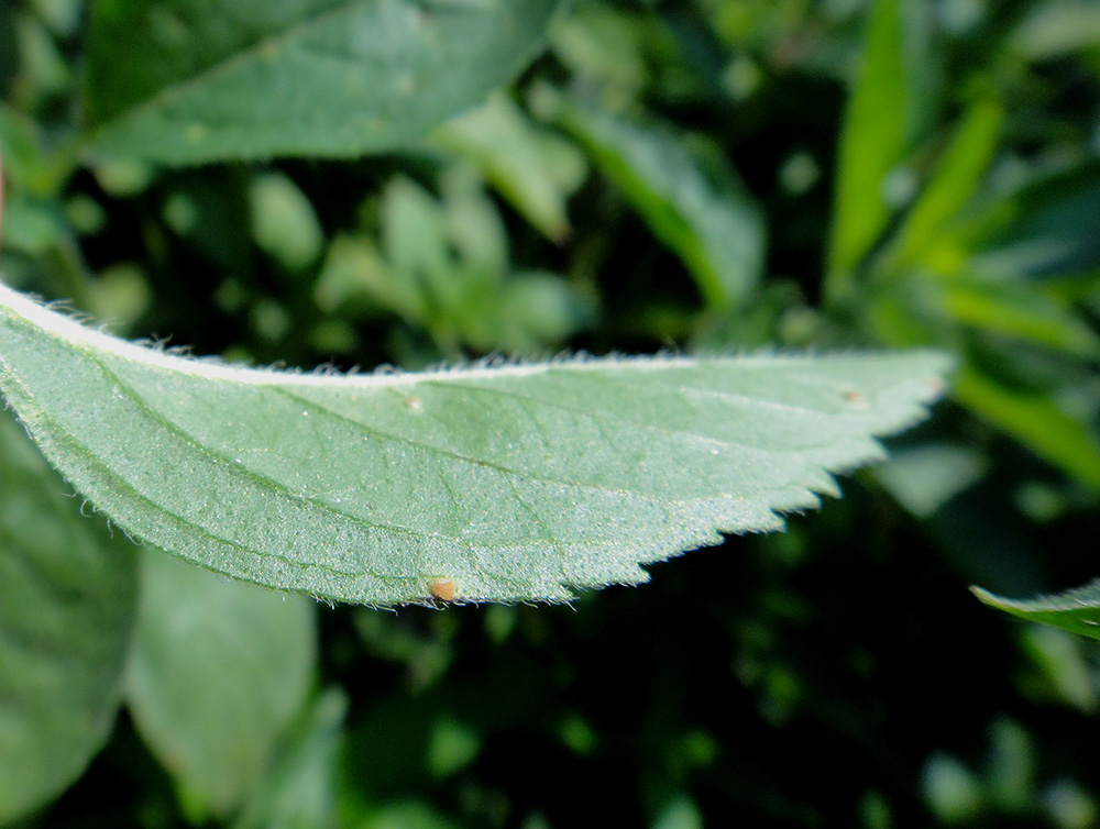 Image of Mentha canadensis specimen.