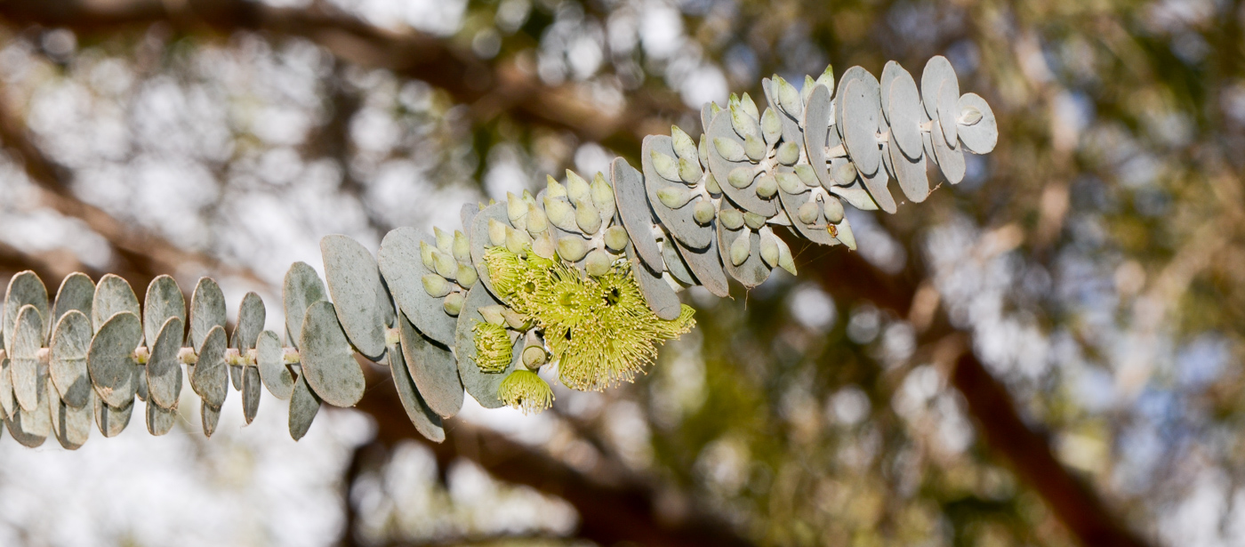 Изображение особи Eucalyptus kruseana.