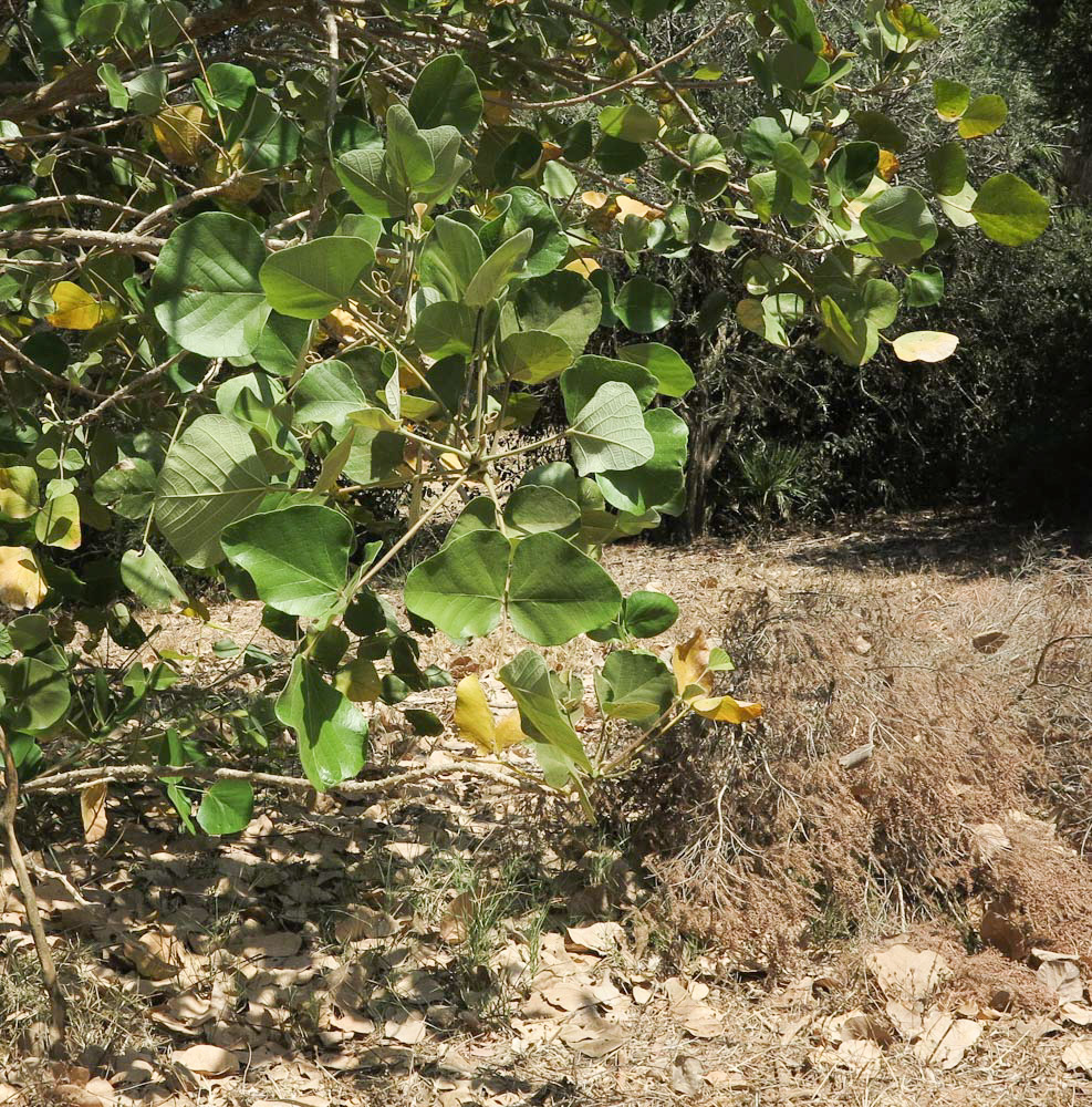 Image of Erythrina abyssinica specimen.