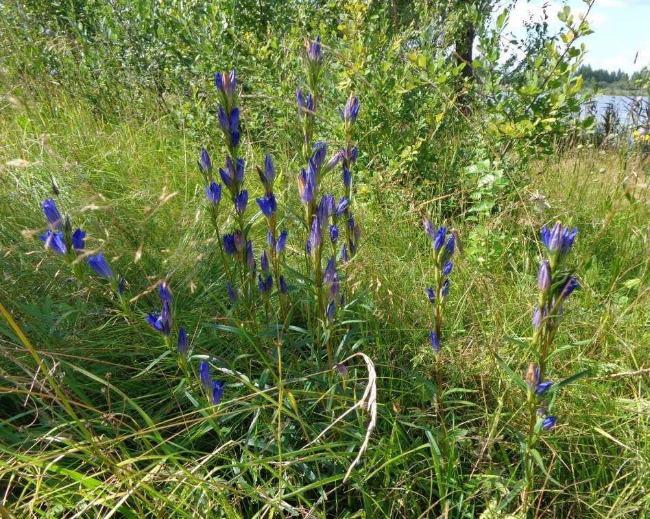 Изображение особи Gentiana pneumonanthe.