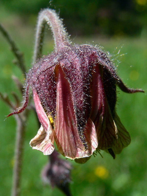 Image of Geum rivale specimen.