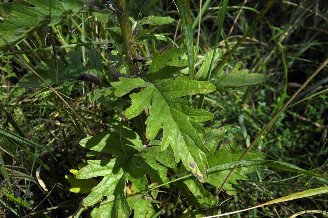 Image of Senecio grandidentatus specimen.