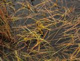 Смотреть изображение Sparganium angustifolium
