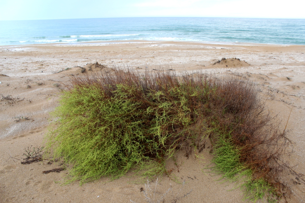 Image of Artemisia kelleri specimen.