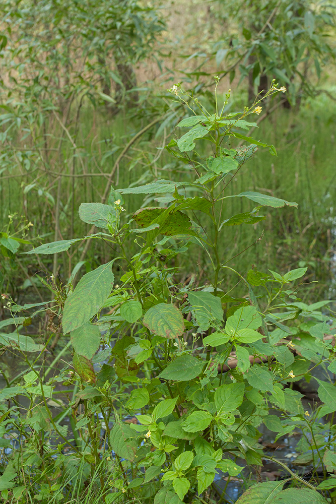 Image of Impatiens parviflora specimen.