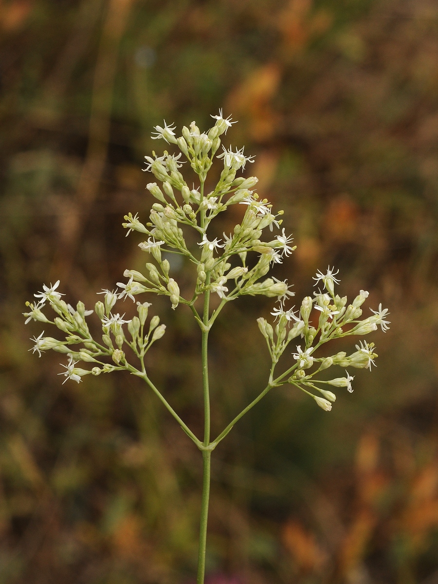 Image of Silene wolgensis specimen.