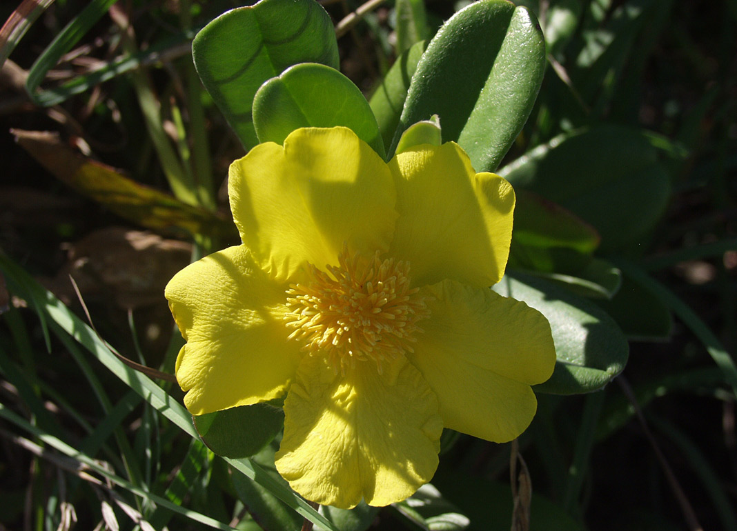 Image of Hibbertia scandens specimen.