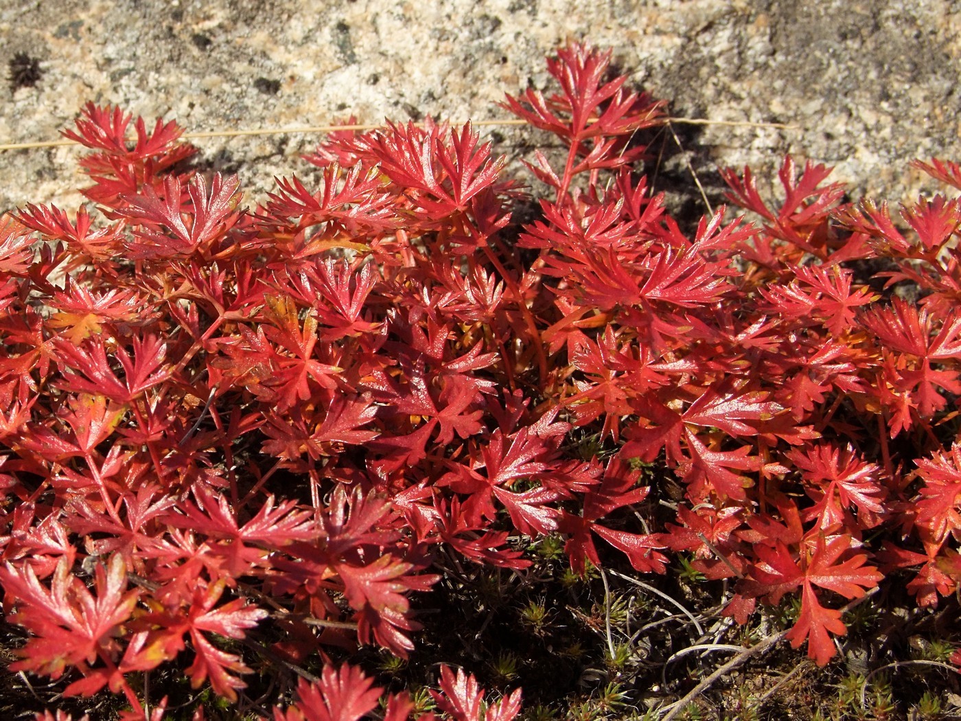 Image of Sieversia pusilla specimen.