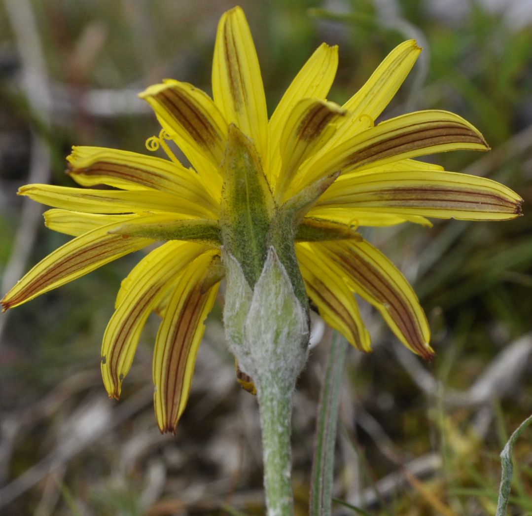 Image of genus Scorzonera specimen.