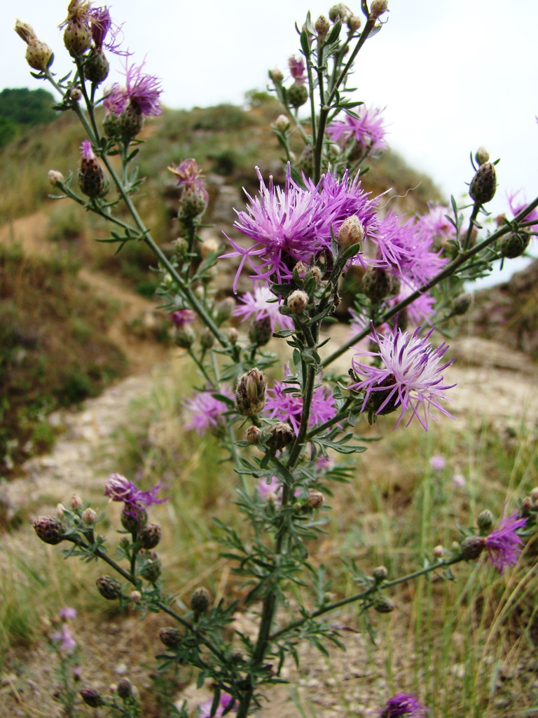 Image of Centaurea stoebe specimen.